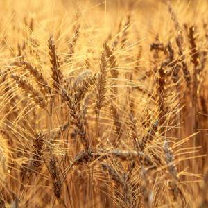 Food-Agriculture (1)